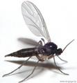 Защити себя от нападения кровососущих насекомых