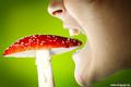 О пищевых отравлениях грибами