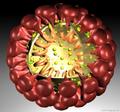Рекомендации ВОЗ для широких слоев населения для снижения  риска коронавирусной инфекции