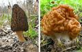 Профилактика отравлений весенними грибами