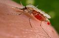 Малярия - никакой экзотики!